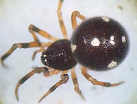 Crustulina guttata