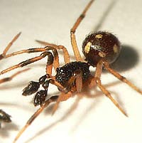 Crustulina guttata