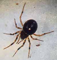 Crustulina guttata
