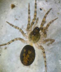 Cryphoeca silvicola