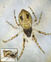 Cyclosa conica