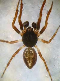 Cyclosa conica