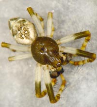 Cyclosa conica