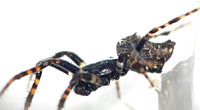 Cyclosa oculata