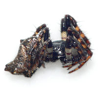 Cyclosa oculata