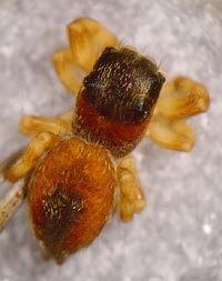 Dendryphantes rudis