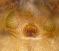 Dendryphantes rudis