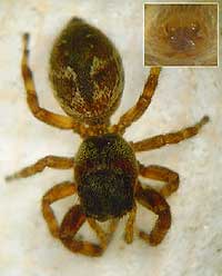Dendryphantes rudis