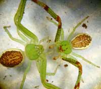 Diaea dorsata
