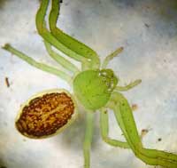 Diaea dorsata