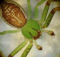 Diaea dorsata