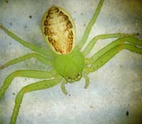 Diaea dorsata