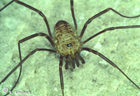 Dicranopalpus gasteinensis