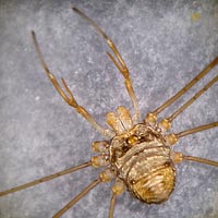 Dicranopalpus ramosus