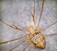 Dicranopalpus ramosus