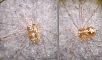 Dicranopalpus ramosus