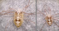 Dicranopalpus ramosus