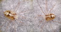 Dicranopalpus ramosus