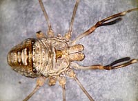 Dicranopalpus ramosus
