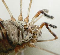 Dicranopalpus ramosus