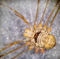 Dicranopalpus ramosus