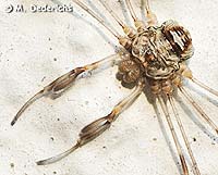 Dicranopalpus ramosus