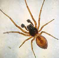 Dictyna arundinacea