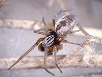 Dictyna arundinacea
