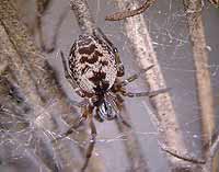 Dictyna arundinacea