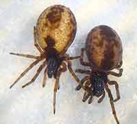 Dictyna arundinacea