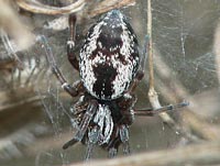 Dictyna arundinacea