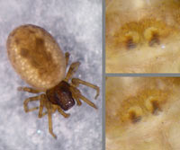 Dictyna civica