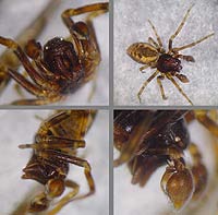 Dictyna civica