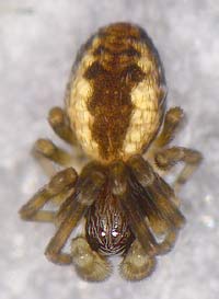 Dictyna civica