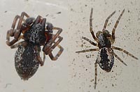 Dictyna civica
