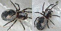 Dictyna civica