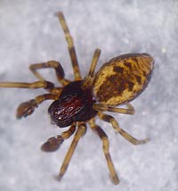 Dictyna civica