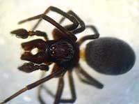 Dictyna latens