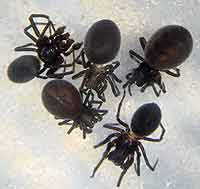 Dictyna latens