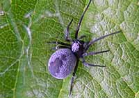 Dictyna latens