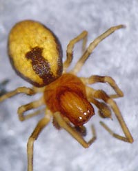 Dictyna pusilla