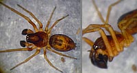 Dictyna uncinata