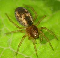Dictyna uncinata