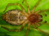 Dictyna uncinata
