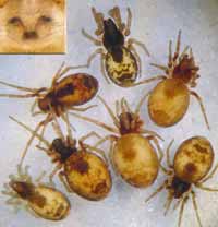 Dictyna uncinata