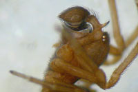 Dictyna uncinata