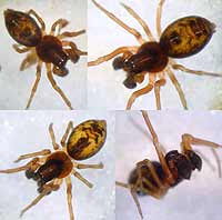 Dictyna uncinata
