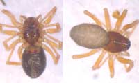 Diplocephalus cristatus