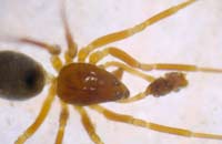 Diplocephalus cristatus