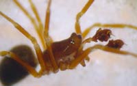 Diplocephalus cristatus